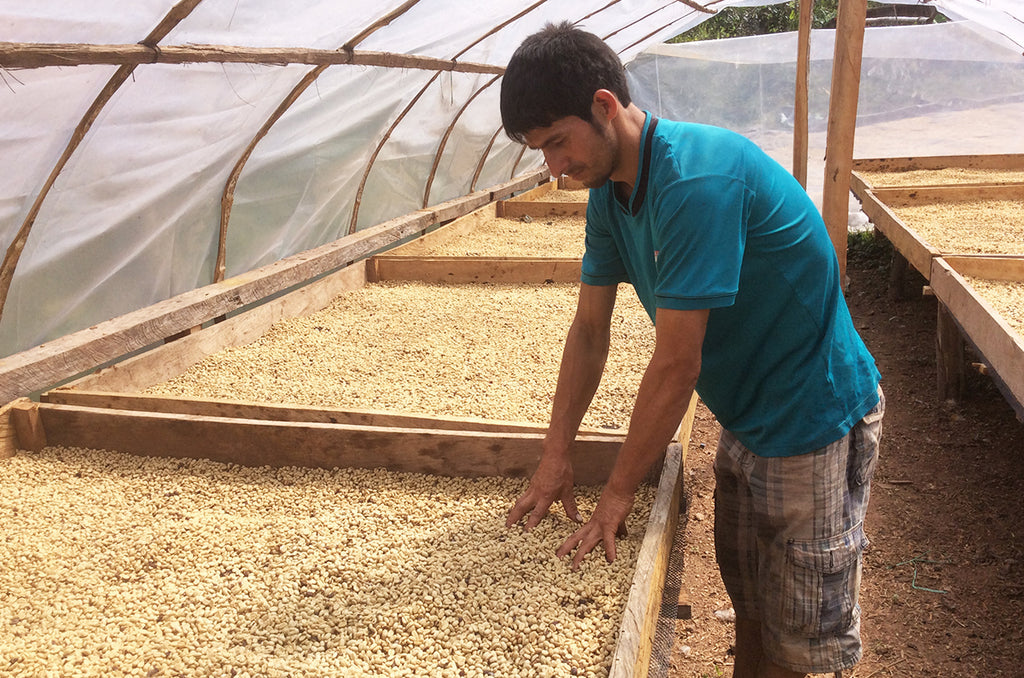 Peru - Primero De Mayo Drying Beds - Complete (2019)